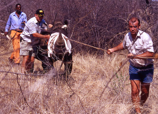 wildlife art,wildlife artists,bas,art of bas,bas-art,wildlife artist,wildlife,art,white rhino,rhinocerous,south africa,vet,tranquilize,helicopter,relocation