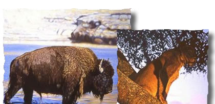 Wildlife Art,wildlife art prints, conservation art, wildlife paintings,The Art of Bas,canvas prints,nature paintings,wildlife artist,nature art,art prints
