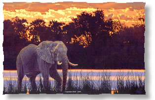 Wildlife Art,wildlife art prints, conservation art, wildlife paintings,The Art of Bas,canvas prints,nature paintings,wildlife artist,nature art,art prints
