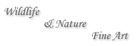 Wildlife nature fine art